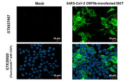 Anti-SARS-CoV-2 (COVID-19) ORF9b antibody [HL1918] used in Immunocytochemistry/ Immunofluorescence (ICC/IF). GTX637667
